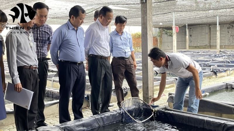 Aquarium fish farm tour