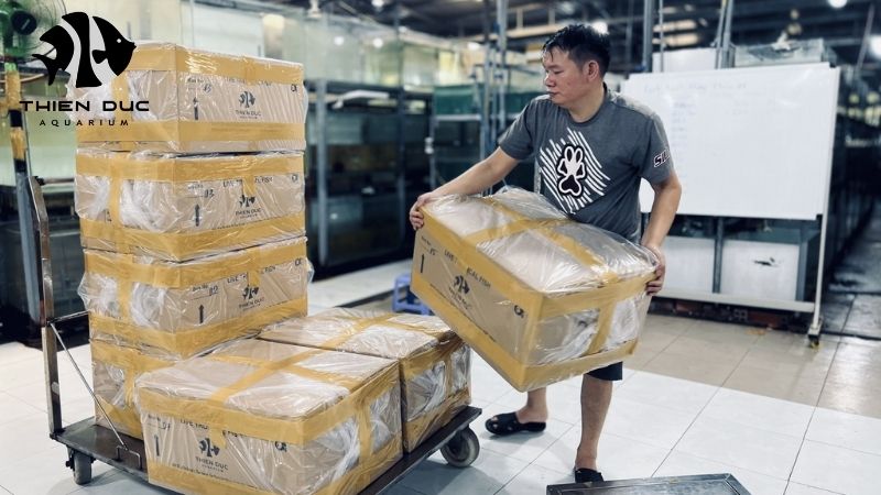 Aquarium fish logistics