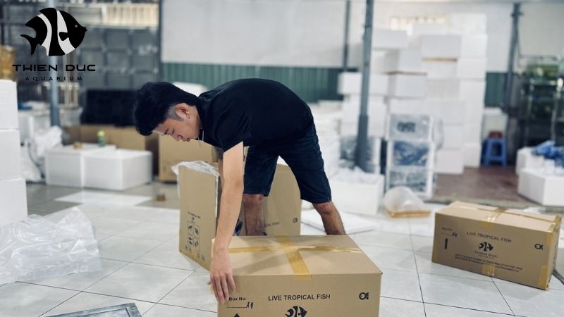 Aquarium fish logistics