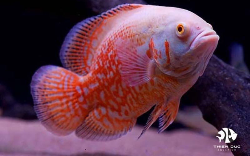 ornamental fish trade