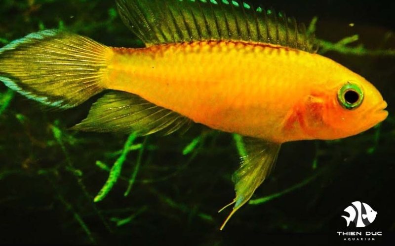 ornamental fish trade