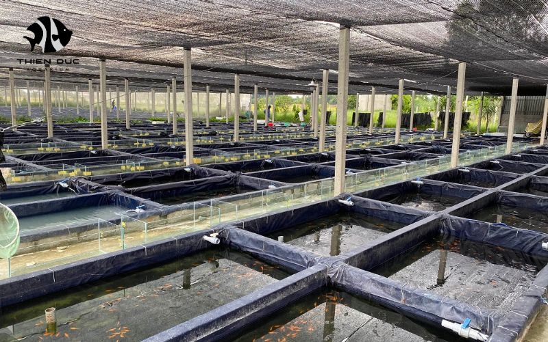 aquarium fish wholesale