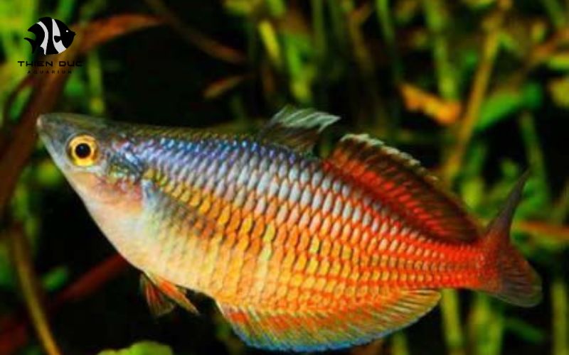aquarium fish wholesale