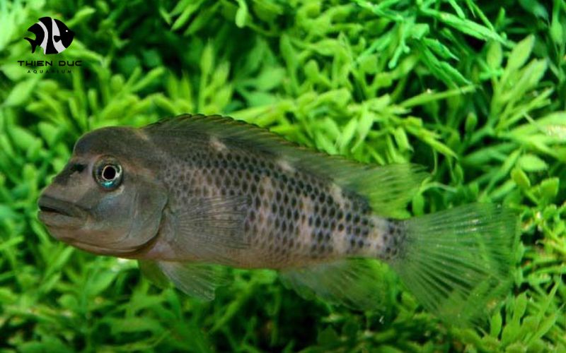 aquarium fish wholesale