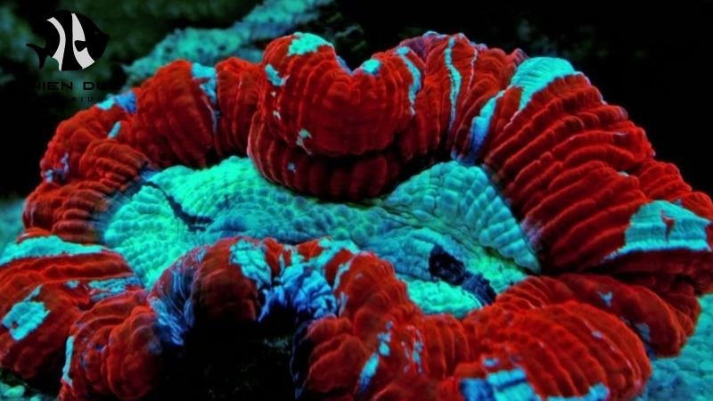 Aquarium livestock wholesale