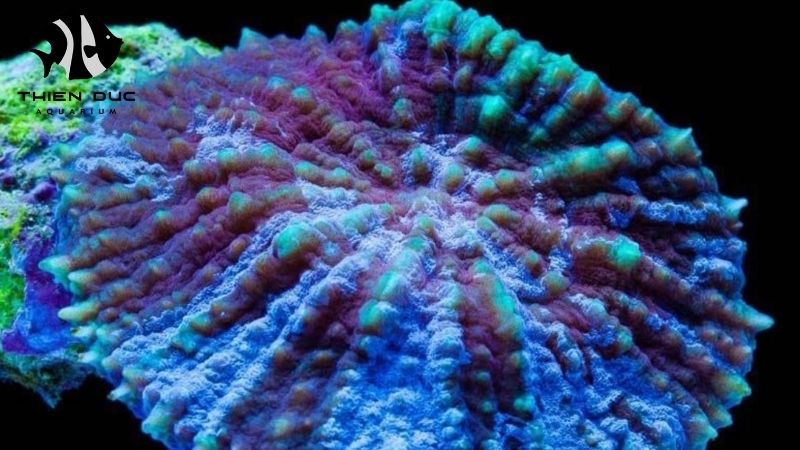 Aquarium livestock wholesale