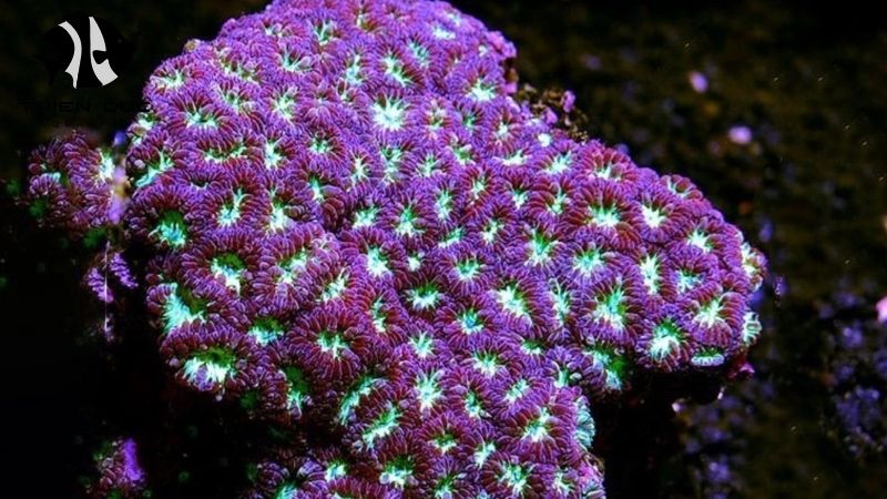 Aquarium livestock wholesale