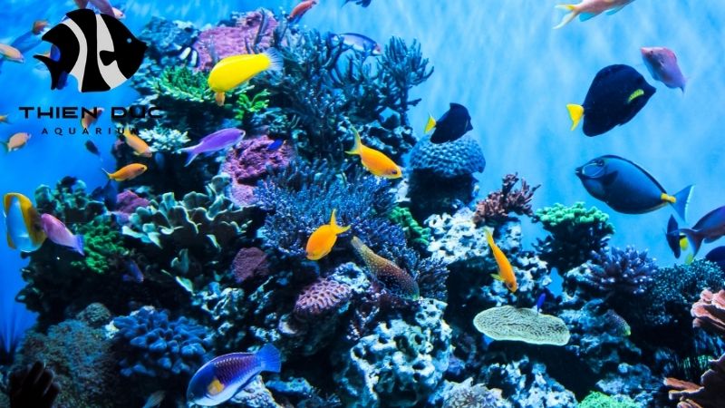 aquarium-safe driftwood