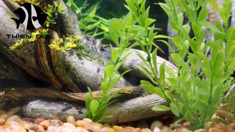 aquarium-safe driftwood