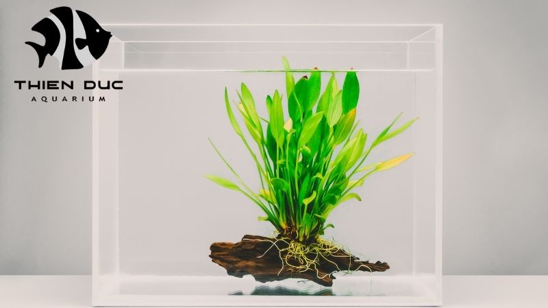 Aquatic plants for sale EU