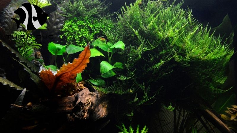 Aquatic plants for sale EU