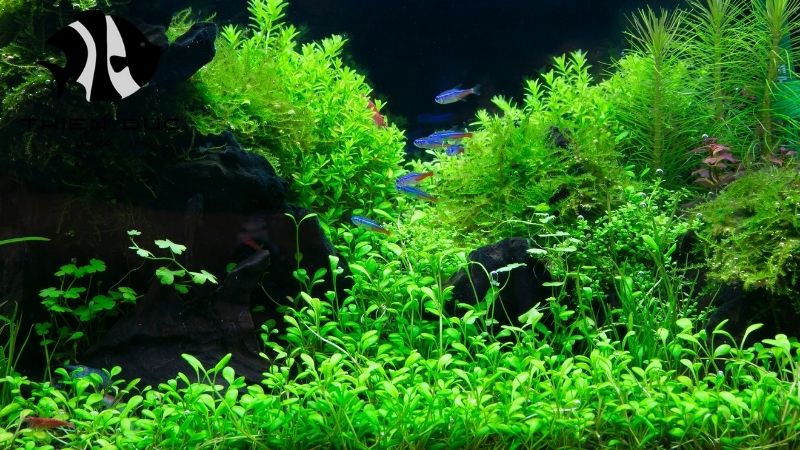 Aquatic plants for sale EU