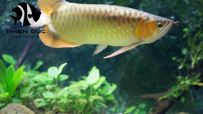 Arowana fish from Vietnam