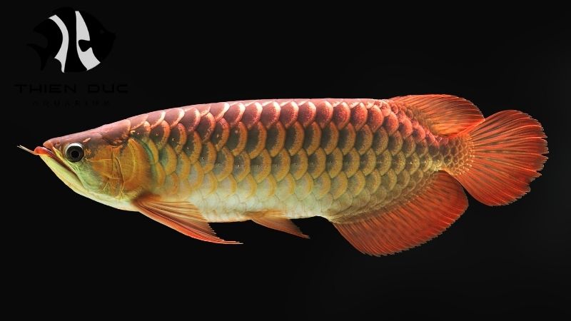 Arowana fish from Vietnam