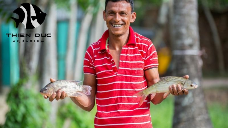 Arowana fish from Vietnam
