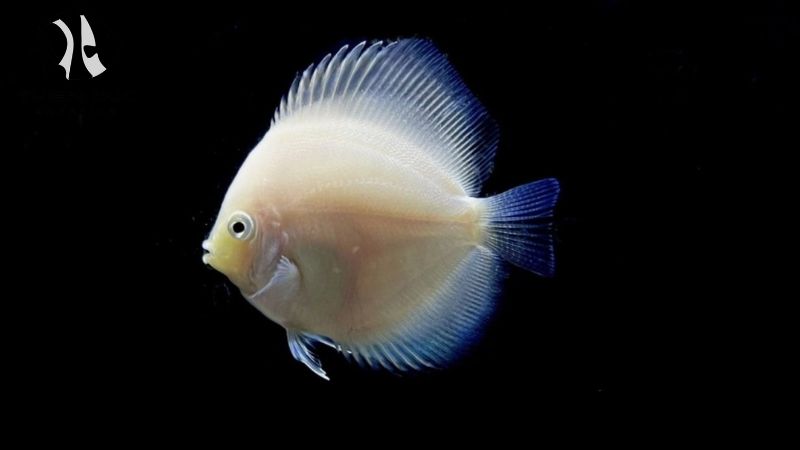 B2B aquarium services