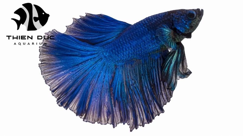 Betta fish breeder Europe