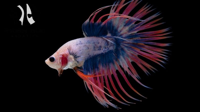 Betta fish breeding stock