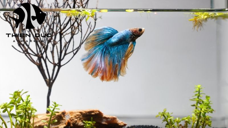 Betta fish care