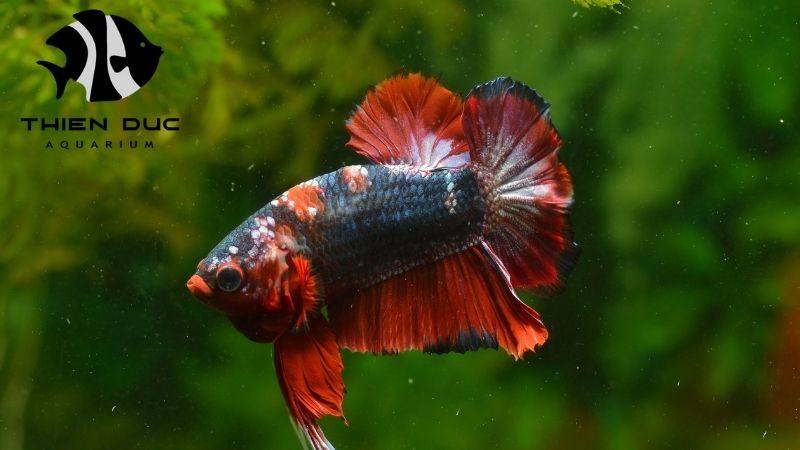 Betta fish health
