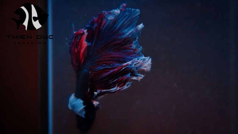 Betta fish shipping to UK