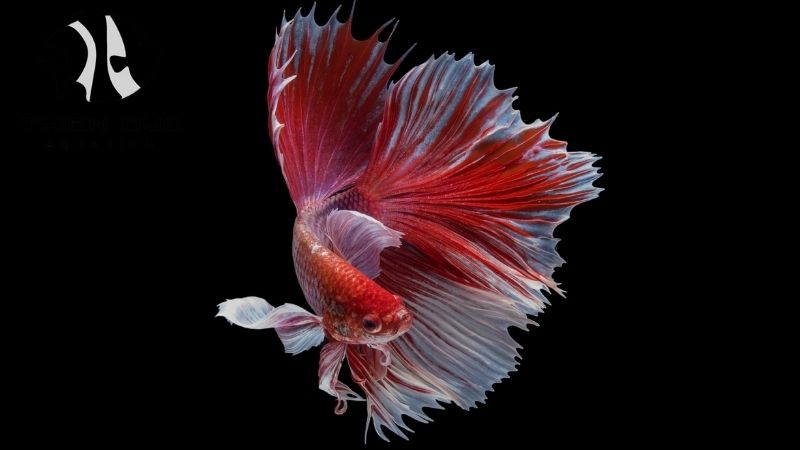 Betta fish shipping to UK