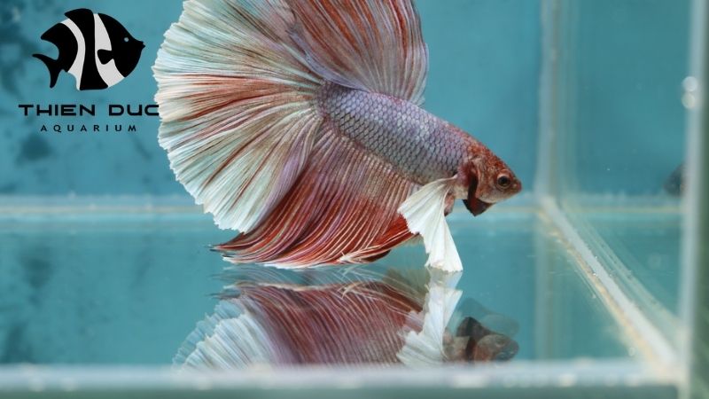 Betta fish shipping to UK