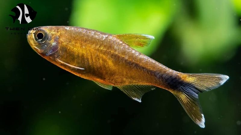 biosecurity in aquaculture