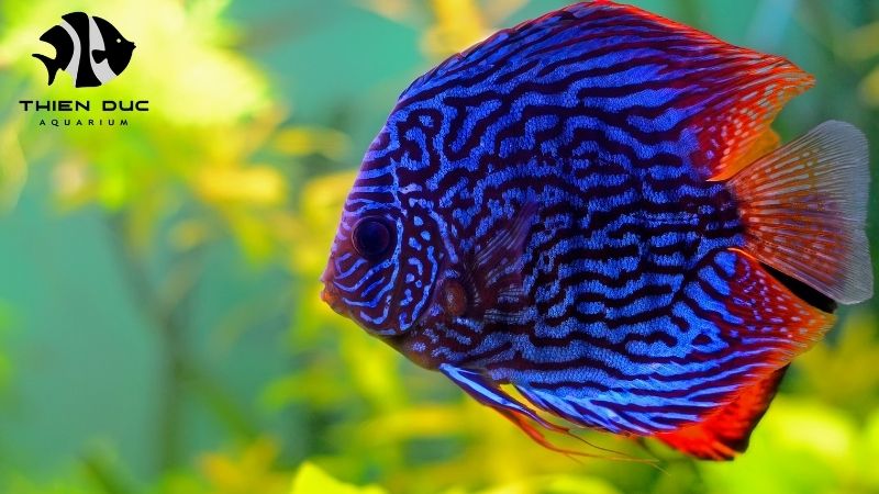 Blue diamond discus breeder