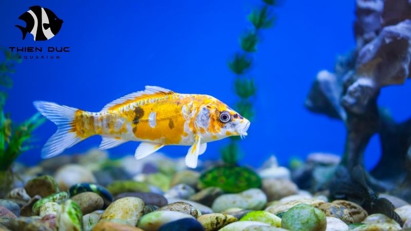 bulk fish for pet store