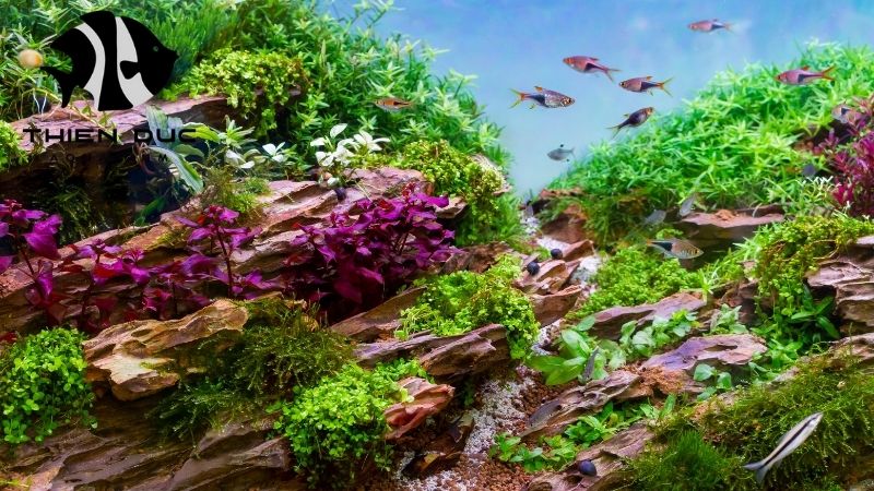 Buy Aquarium Driftwood