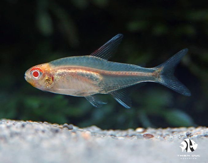 cách nuôi cá neon khoẻ mạnh