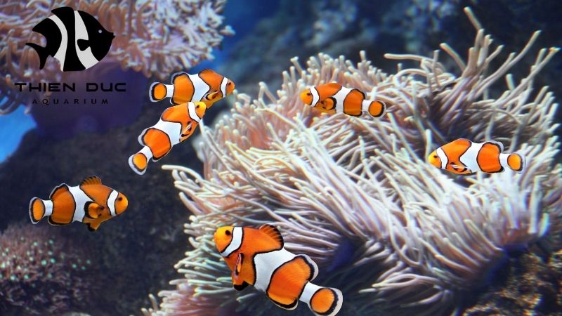 clownfish breeder