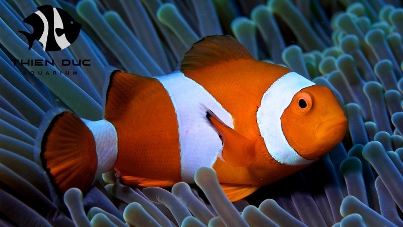 clownfish breeder