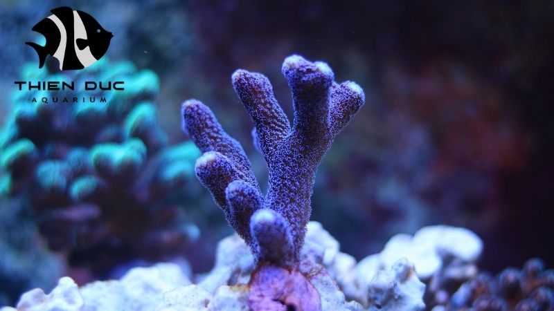 Coral frag wholesale