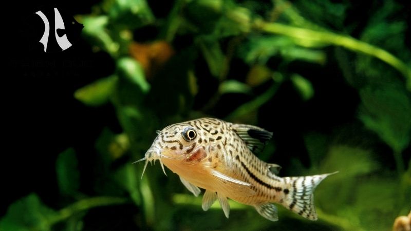 Corydoras fish exporter