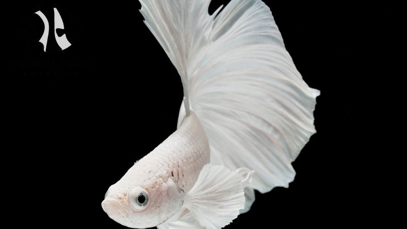 Crowntail betta wholesale