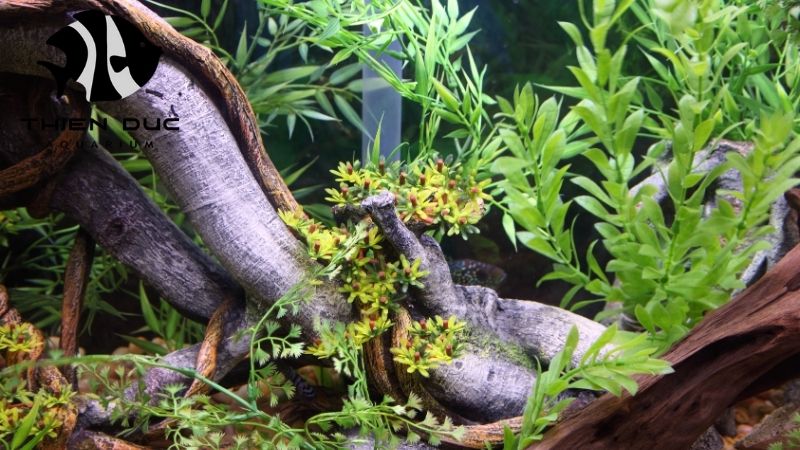 Curing Driftwood for Aquariums