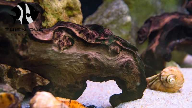 Curing Driftwood for Aquariums