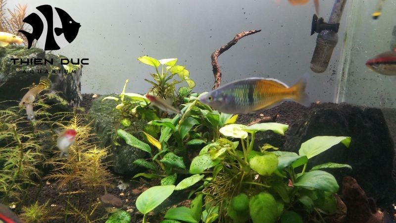 Curing Driftwood for Aquariums