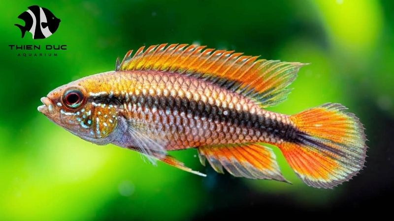 Customer support live fish