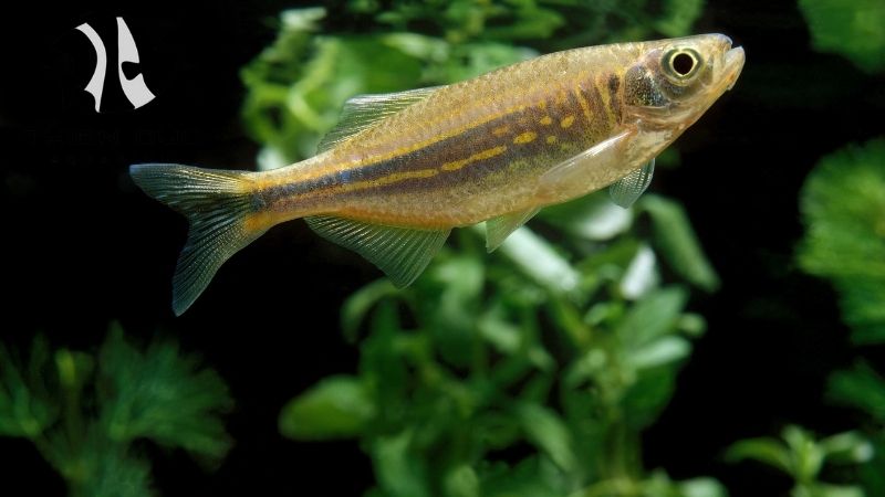 Danios Fish Supplier