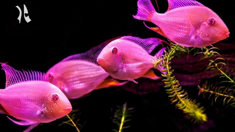 Direct from breeder aquarium