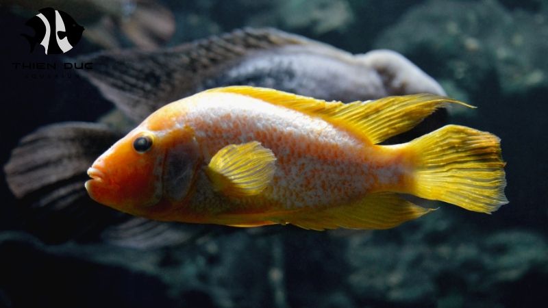 Direct from breeder aquarium