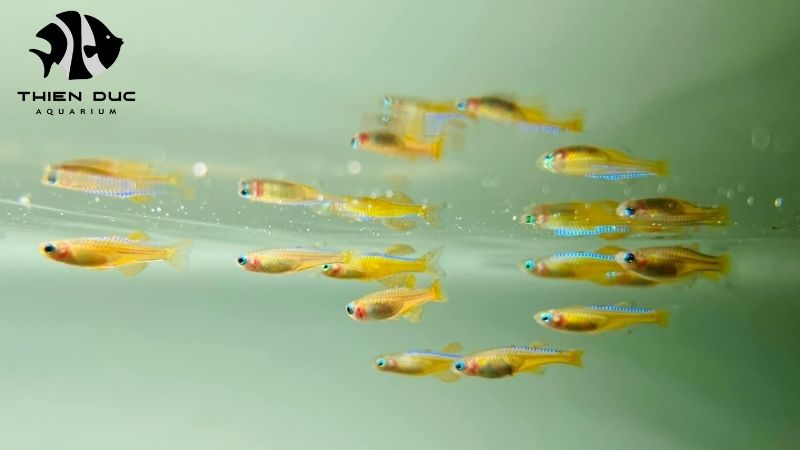 direct trade with fish breeders