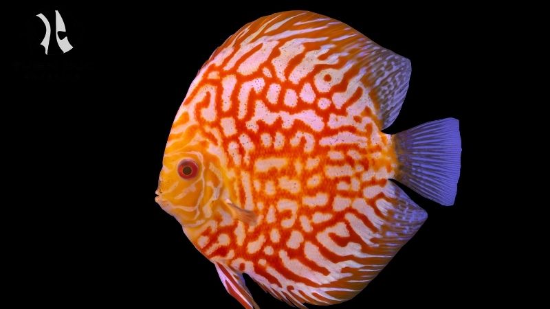 Discus fish breeding