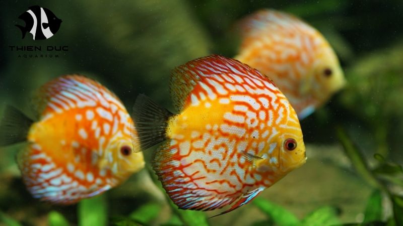 Discus fish farm
