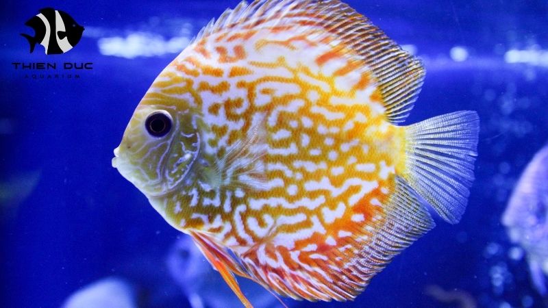 Discus fish for import