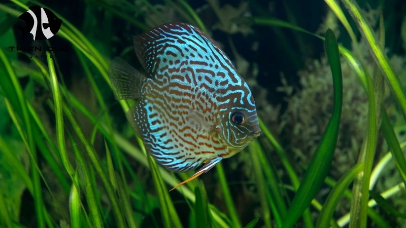 Discus fish for import