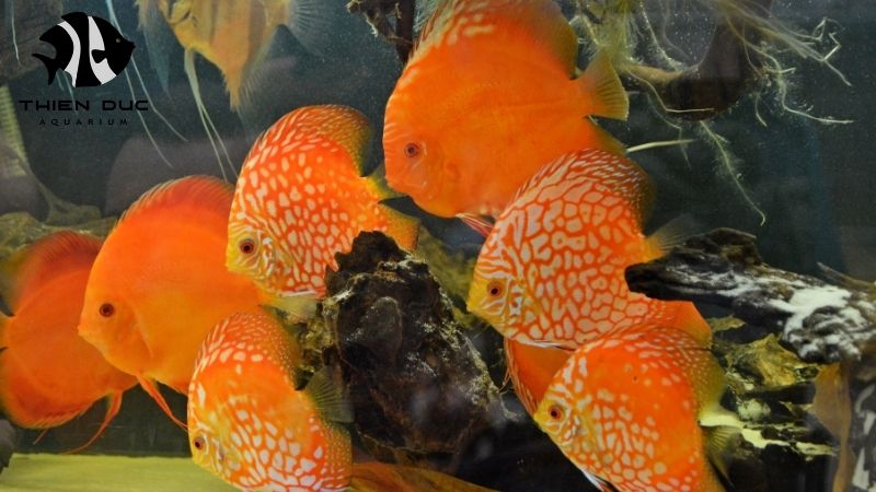 Discus fish genetics